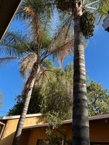 The Lemon Tree Self- Catering Johannesburg