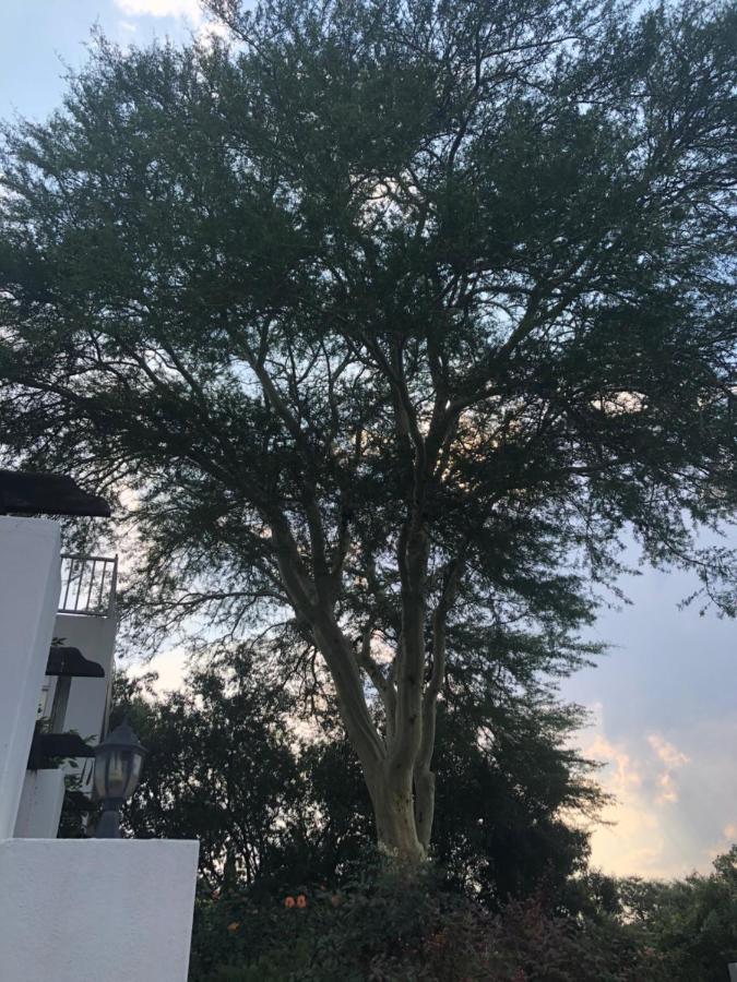 Fever Tree * Johannesburg