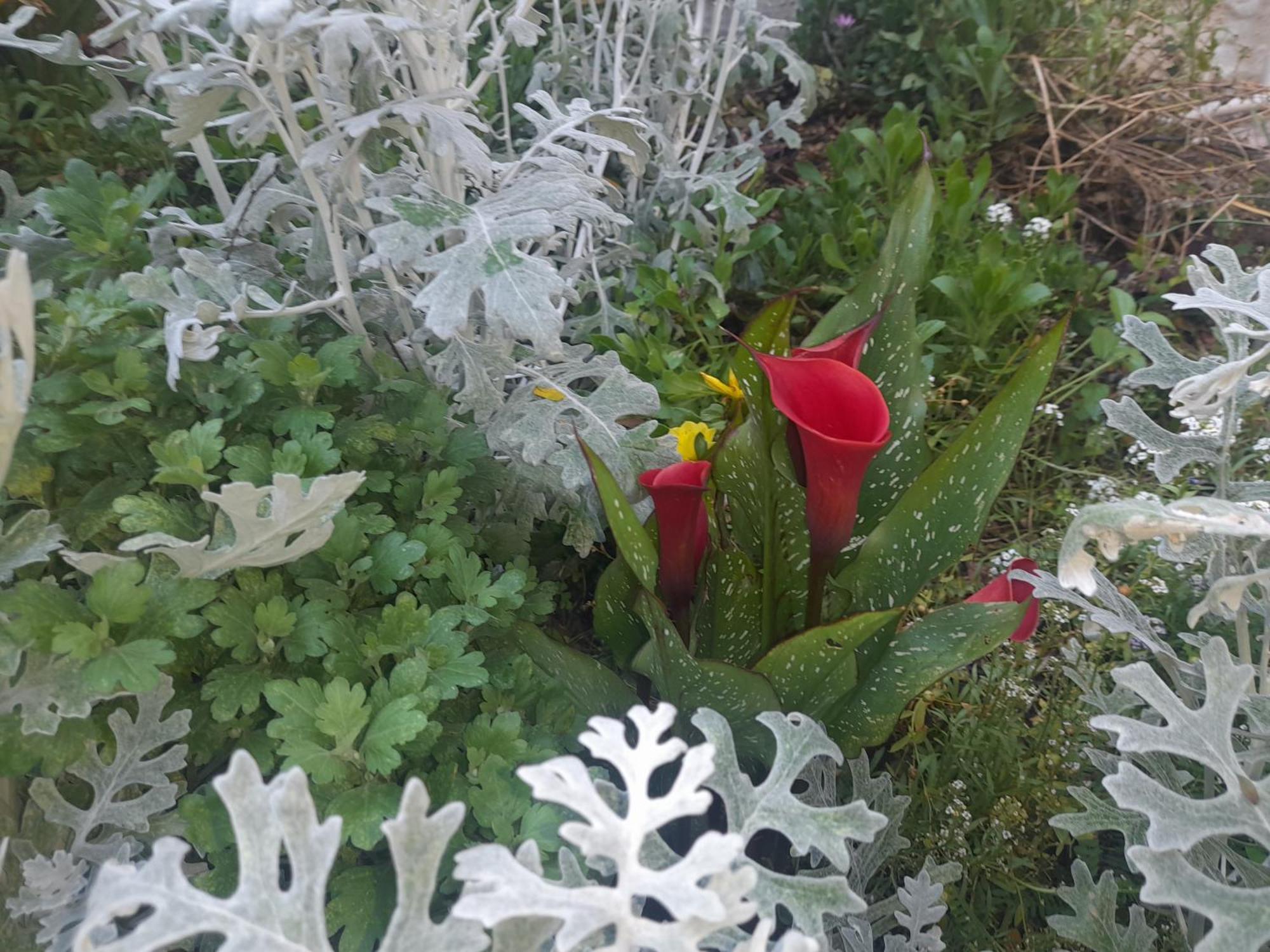 Green Gables