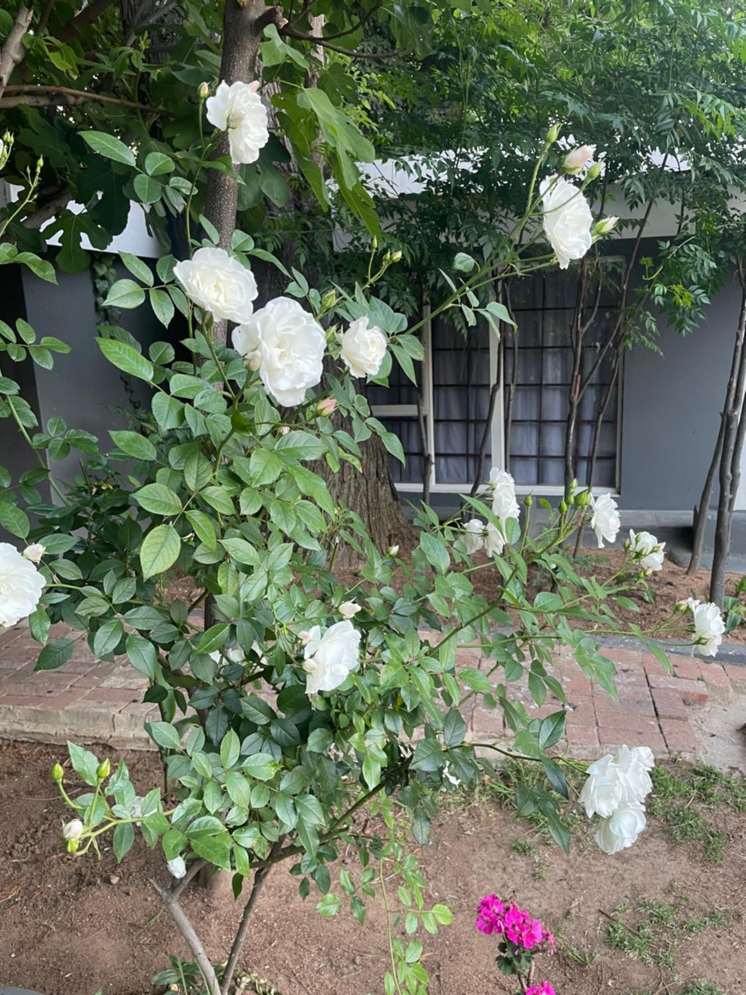 lều Marion Johannesburg