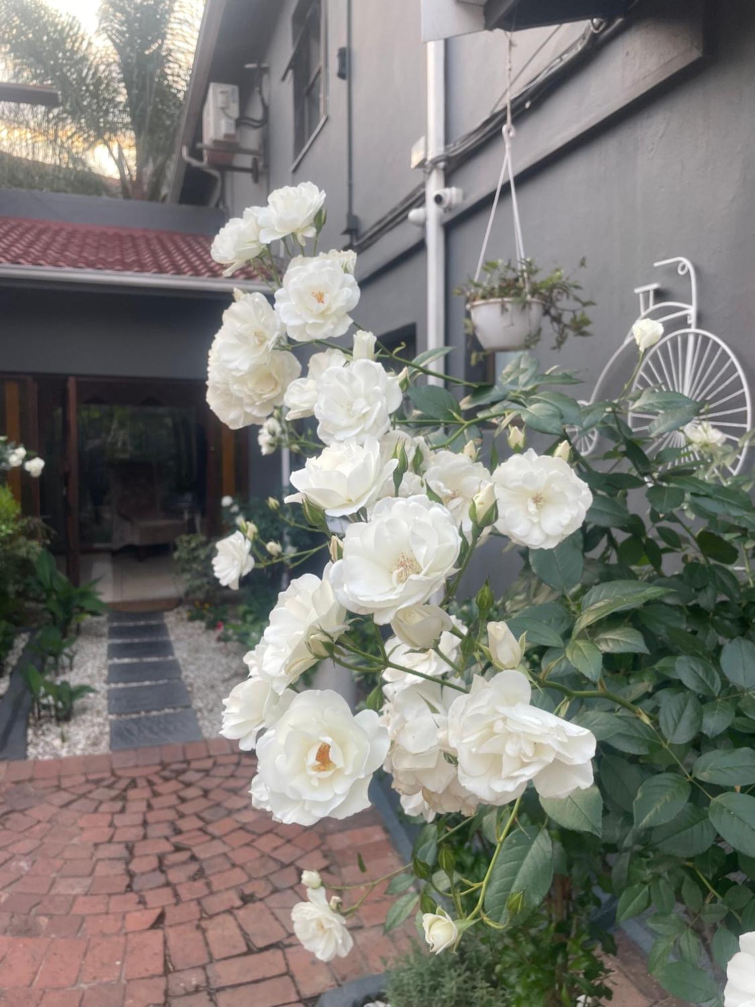 Marion lều Johannesburg