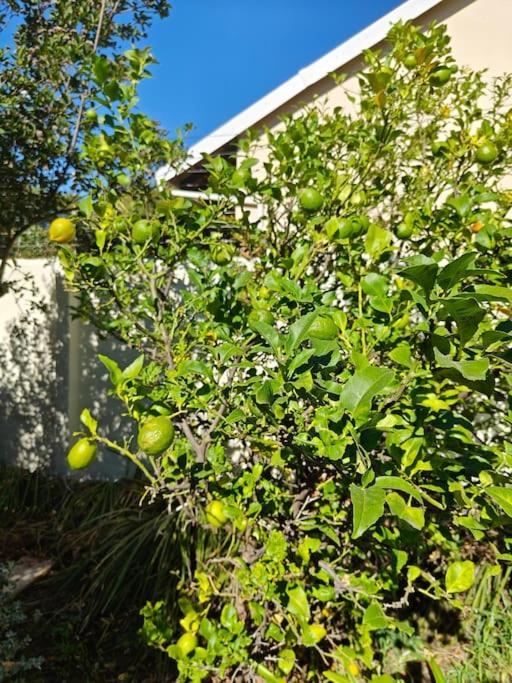 Casa de férias Blessed Luxury Into Nature In Sandton In Sandton Joanesburgo