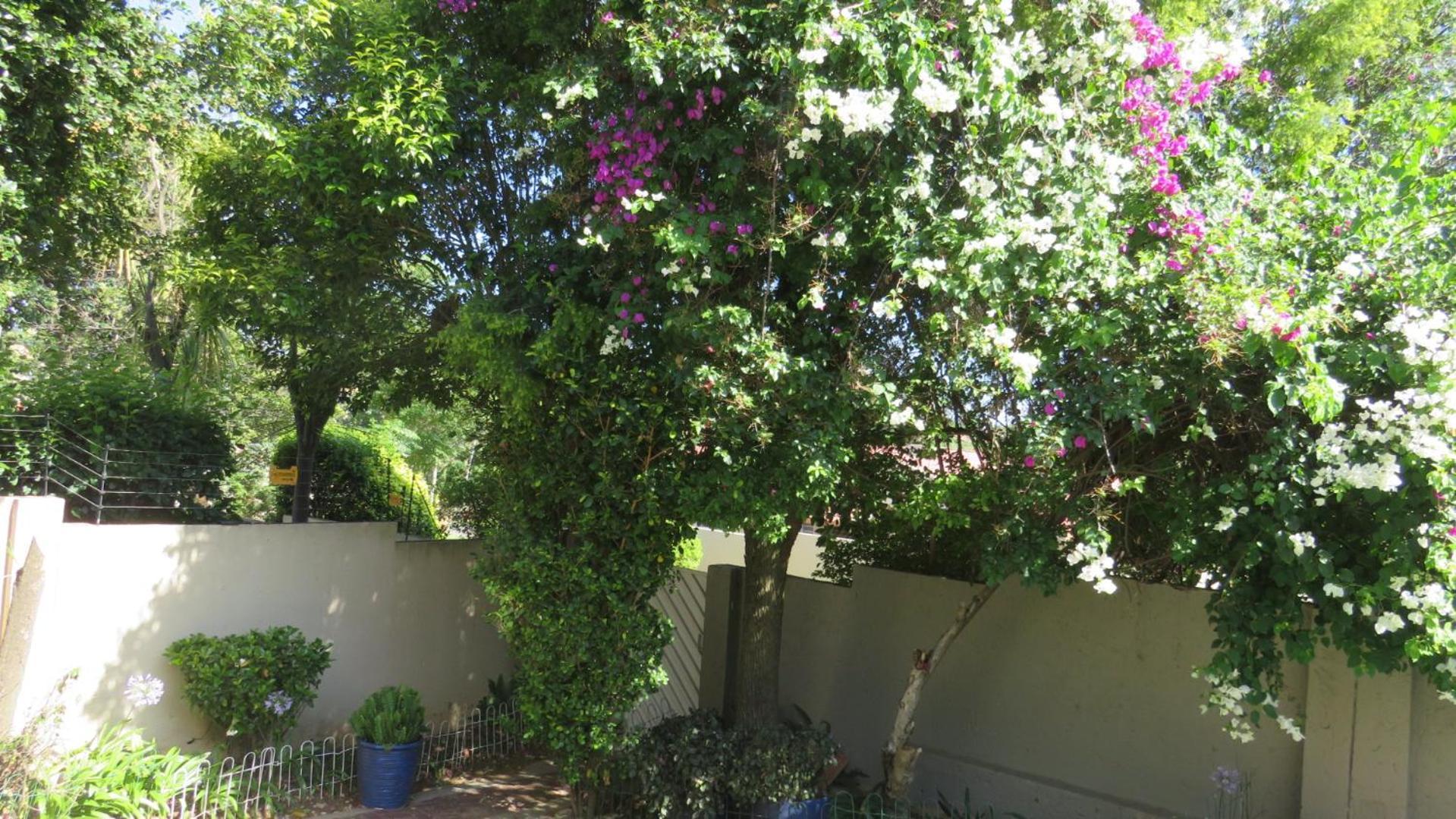 Bougainvillea At Boskruin * Joanesburgo