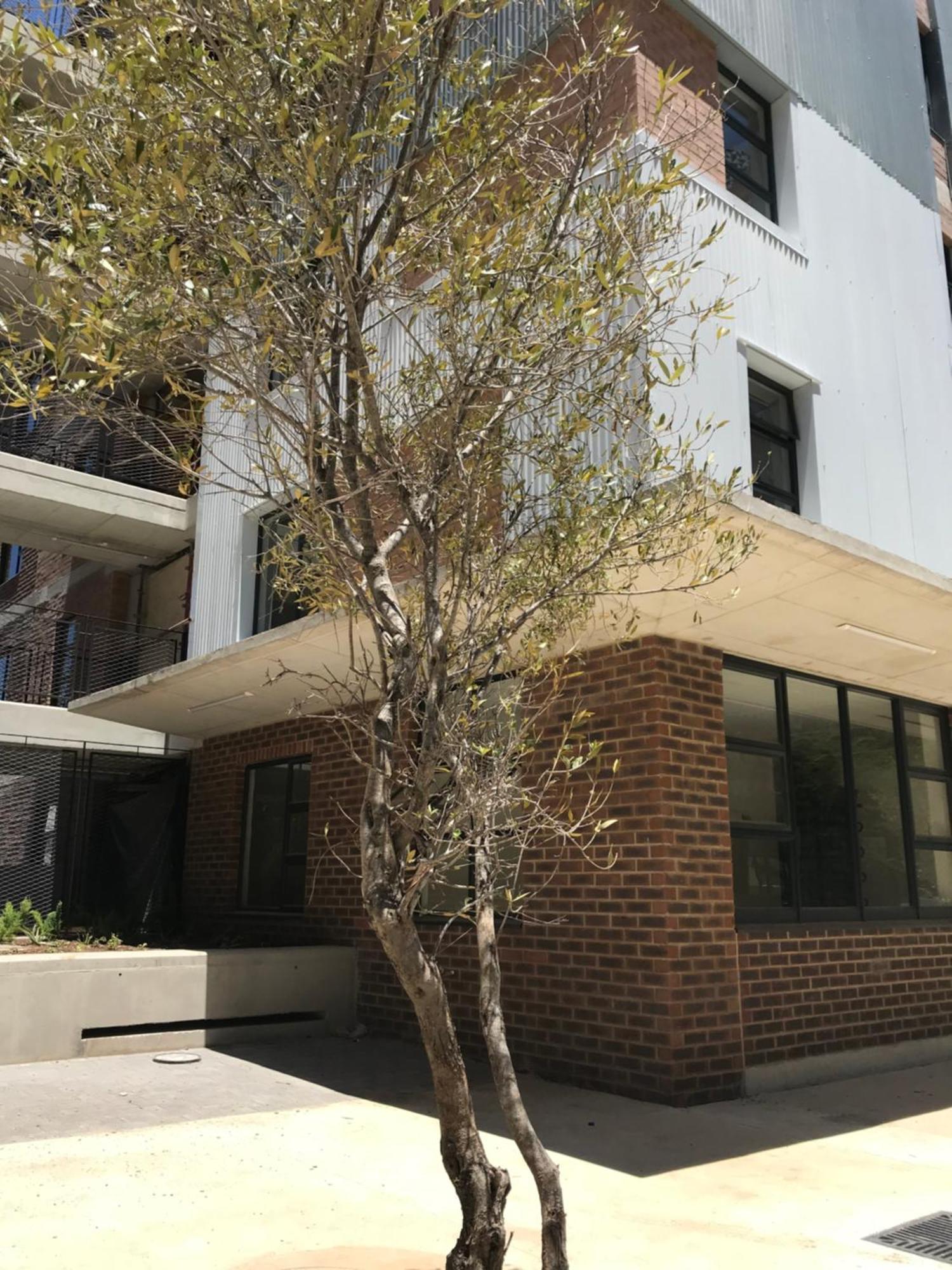 Coge - Maboneng - * Johannesburg