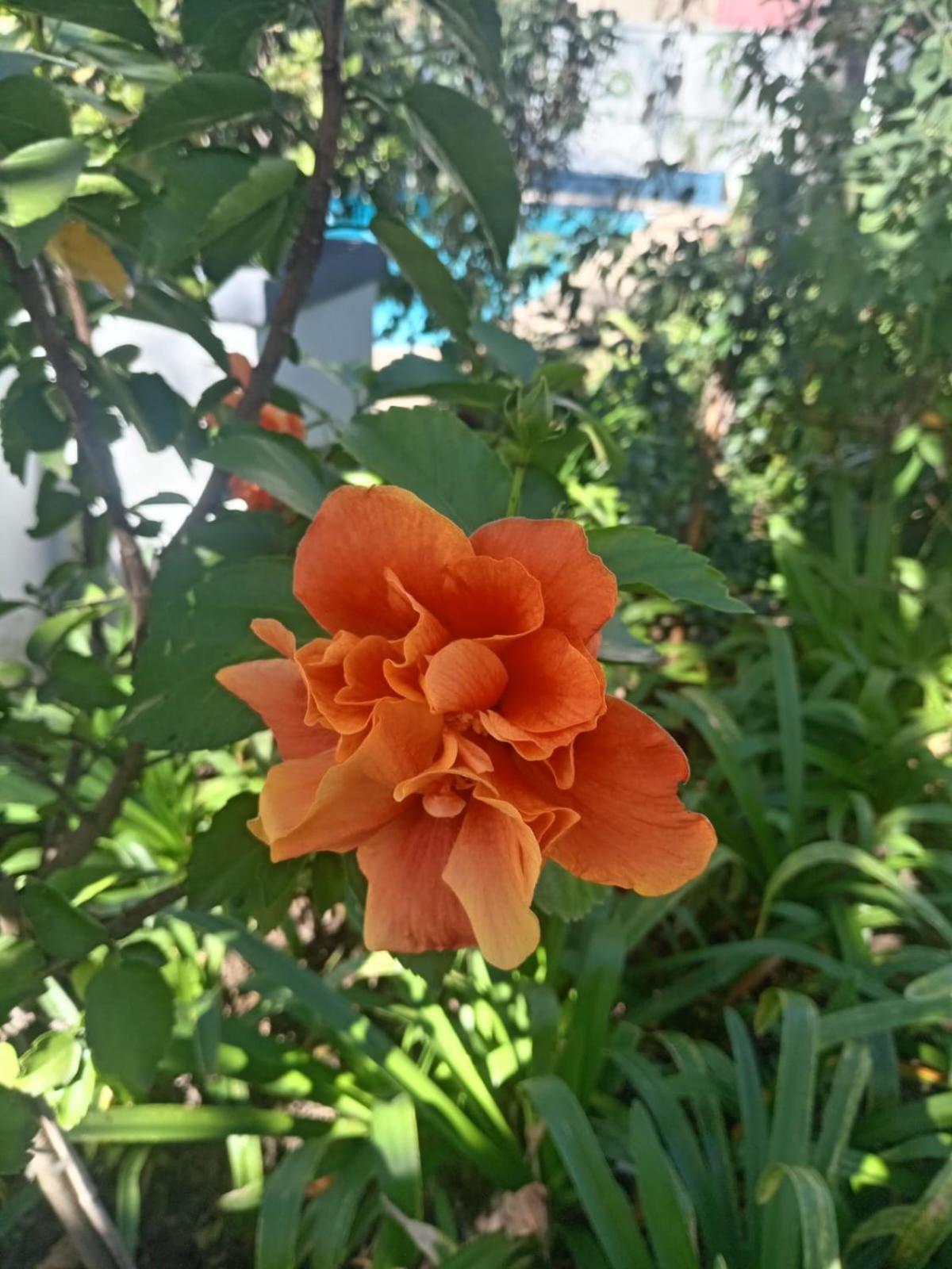Bed & Breakfast Sandton Spring Rivonia Johannesburg
