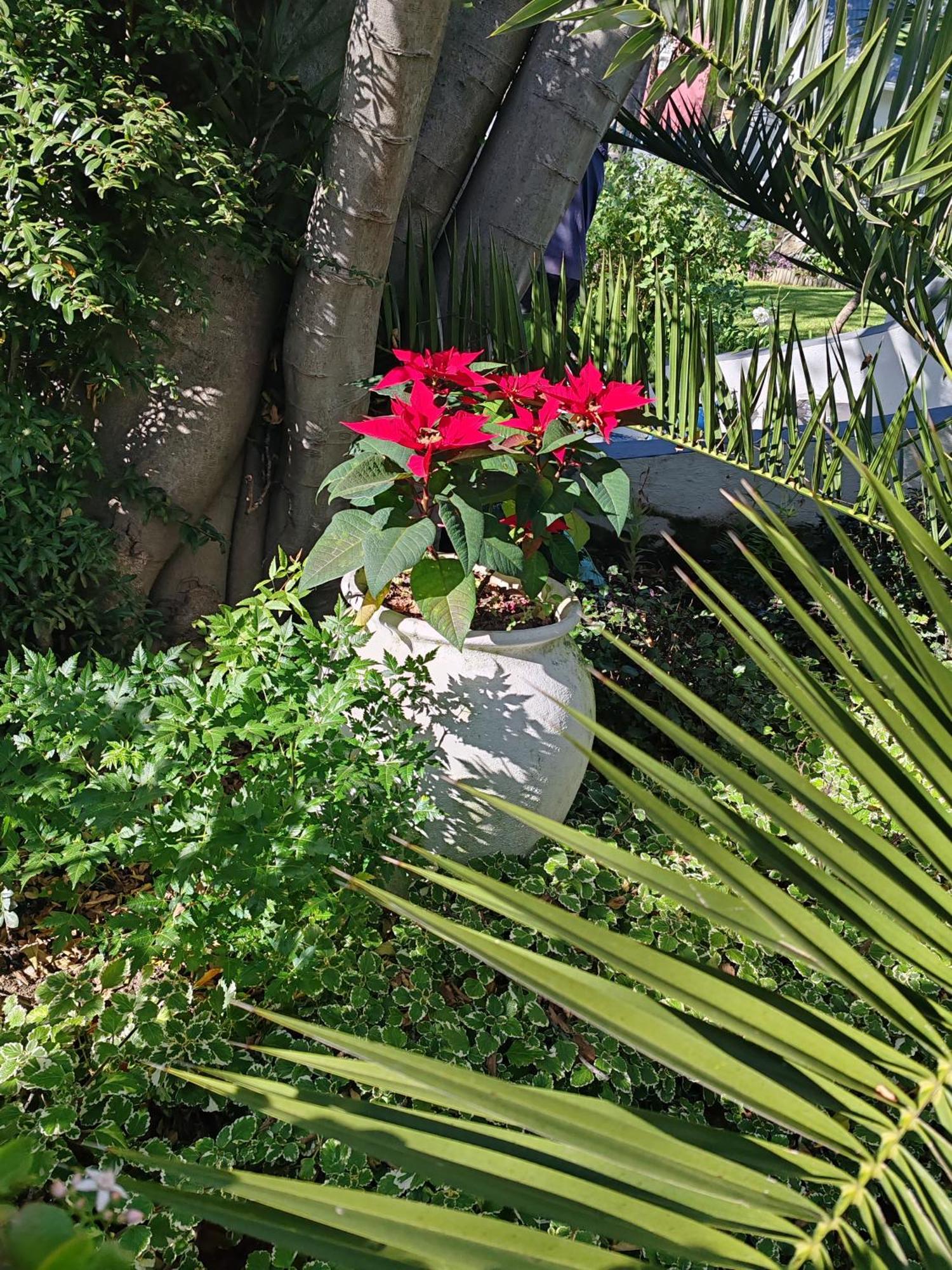 Sandton Spring Rivonia Johannesburg