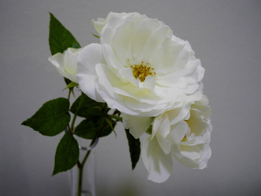 Rosebank By Claires 2*