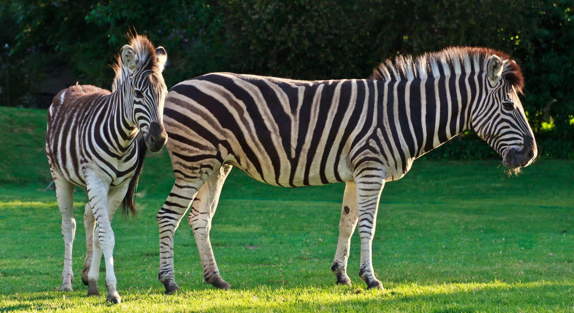 Zulu Nyala Country Manor