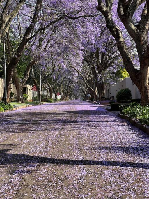 Charming In Lush Melrose Garden * Johannesburg