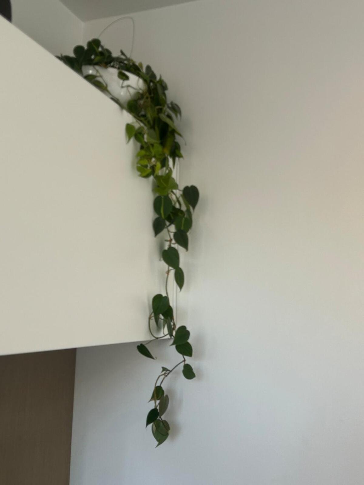 Parkhurst Luxury Design Johannesburg
