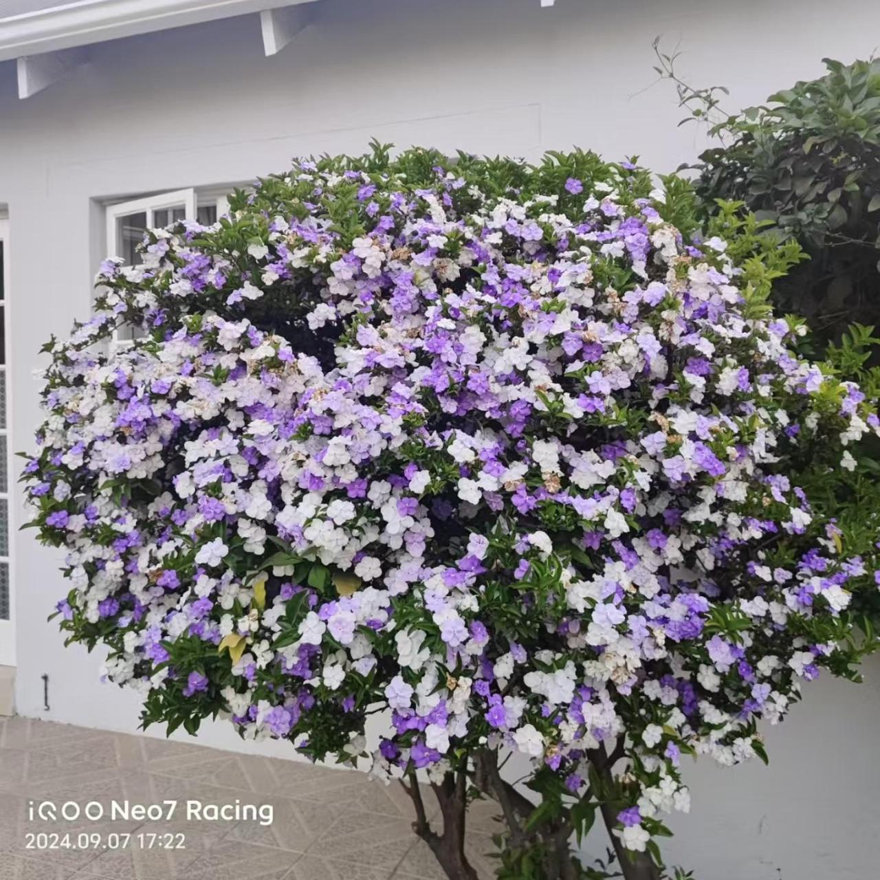 Bed & Breakfast Sandton Spring Rivonia 3*